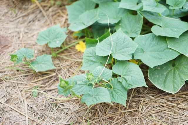 pepinos con mantillo