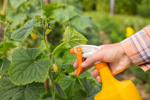 fertilizar pepinos