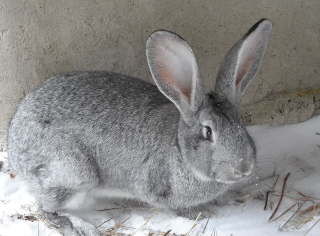 El gigante gris
