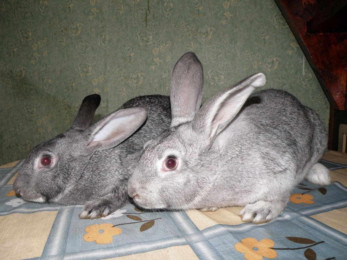 Chinchilla soviética