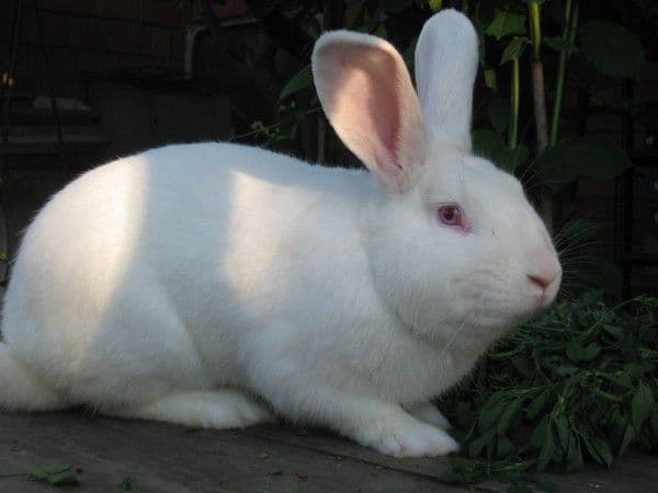 Pannon blanco