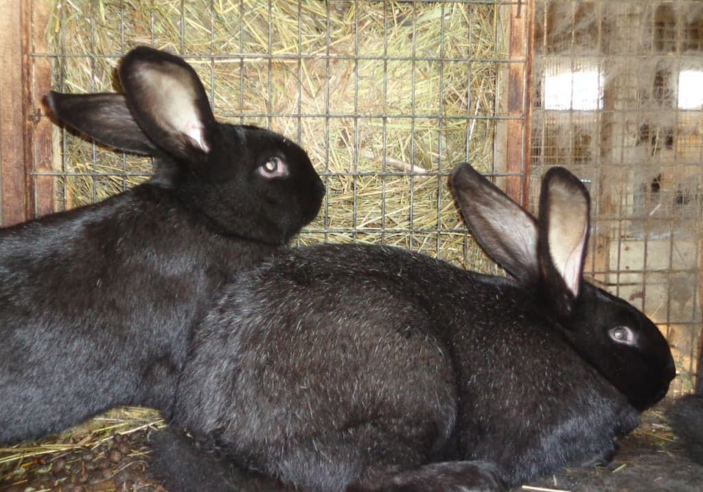 Conejo negro y marrón