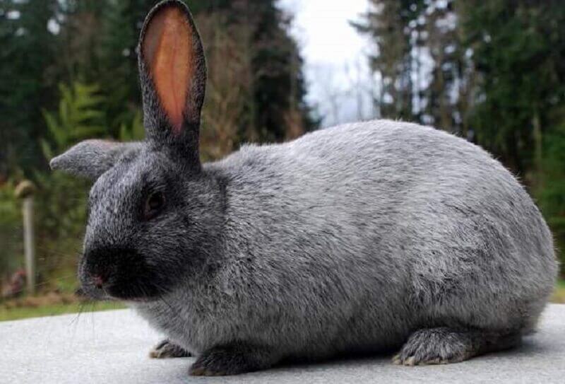 Conejo de plata
