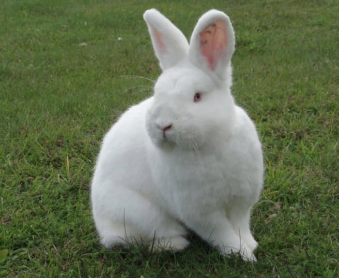 Conejo blanco de Nueva Zelanda