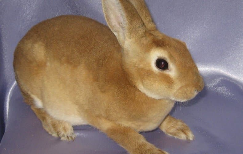 Ardilla conejo