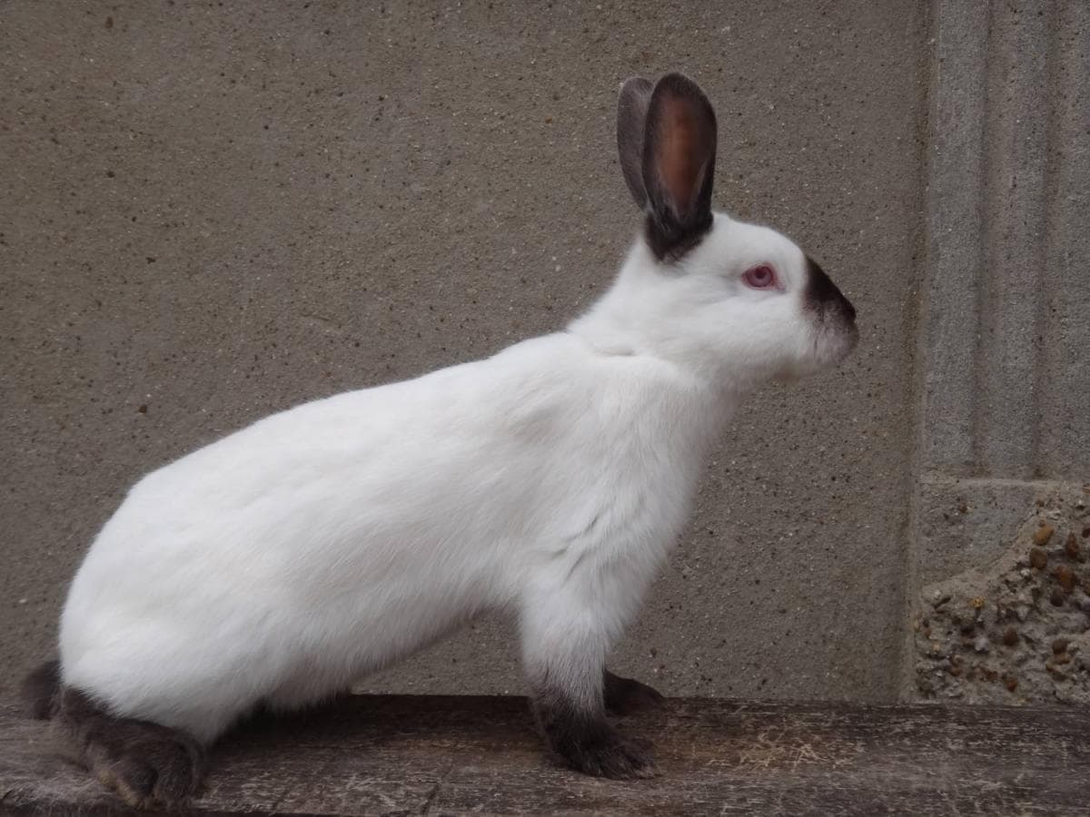 Conejo armiño