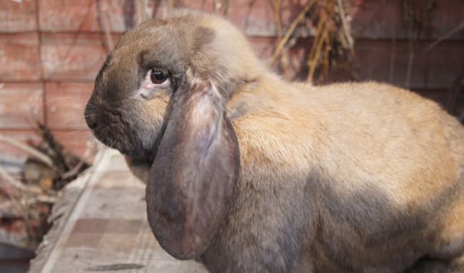 Conejo carnero