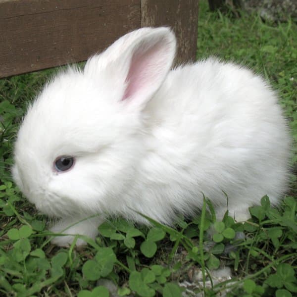 Raza de conejo de plumón blanco
