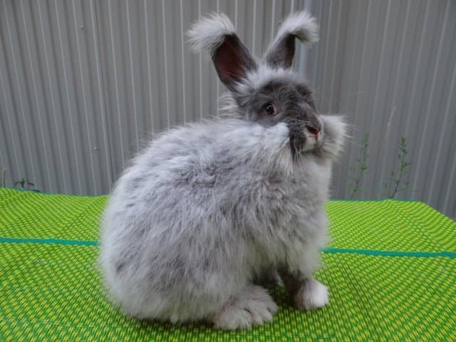 Conejo peludo zorro ártico