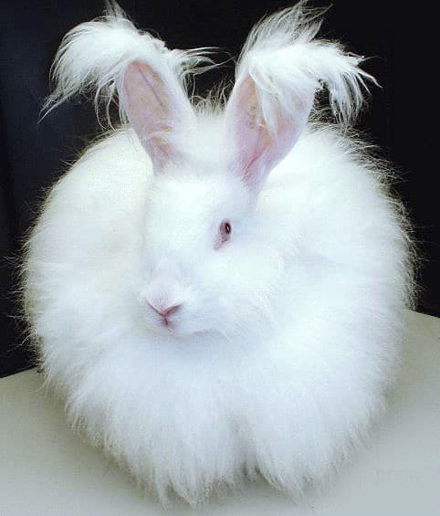 Raza de conejo de plumón de angora