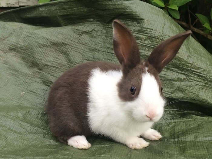 Mini conejo holandés