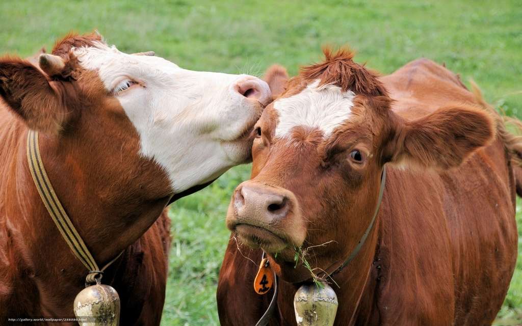 Las vacas se acarician