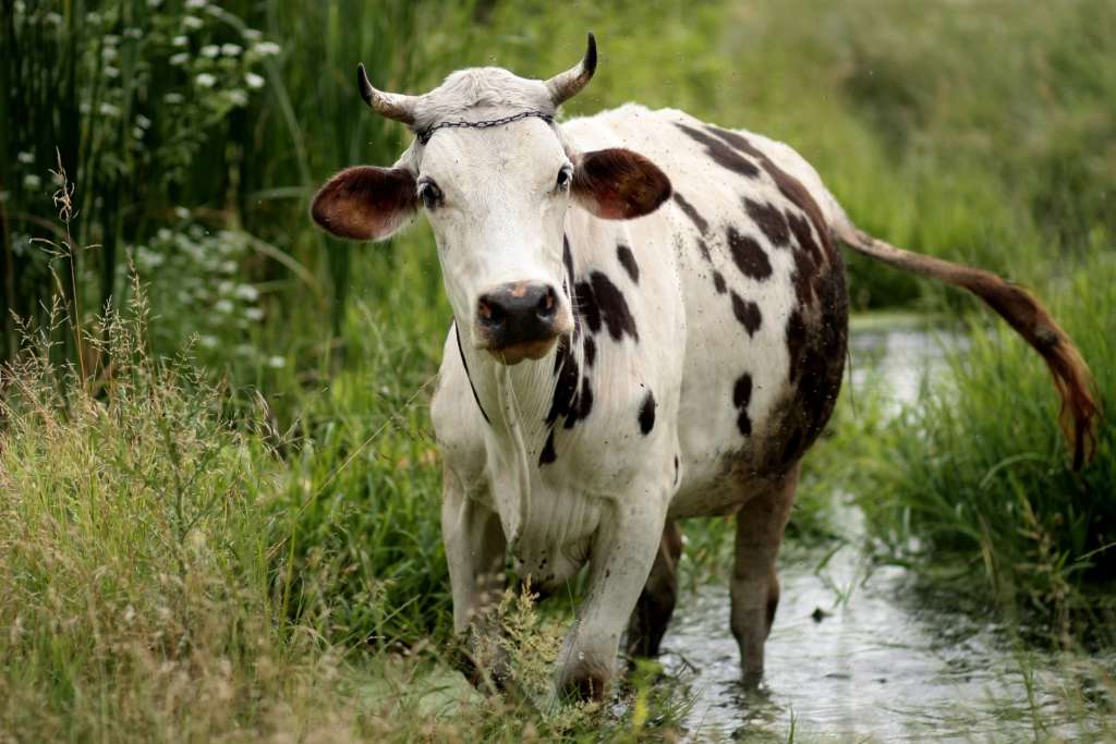 vaca manchada