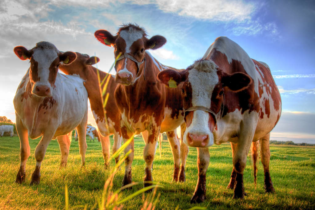 Vacas