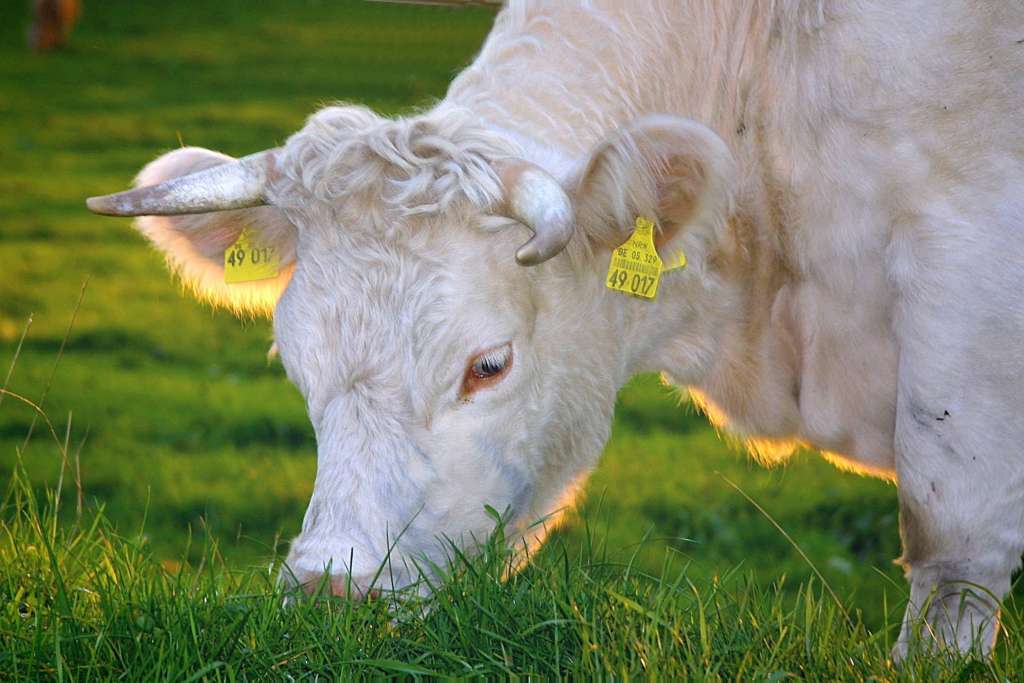 Una vaca