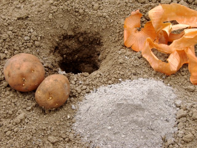 plantación de patatas