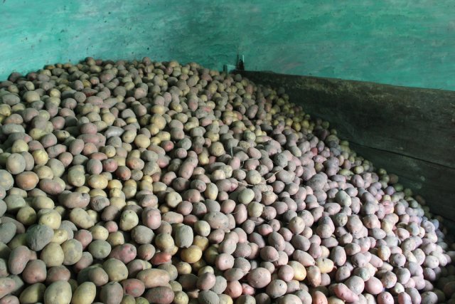 patatas en el sótano