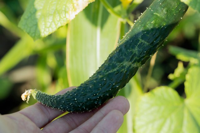 Hojas claras en pepinos, cómo alimentarlos