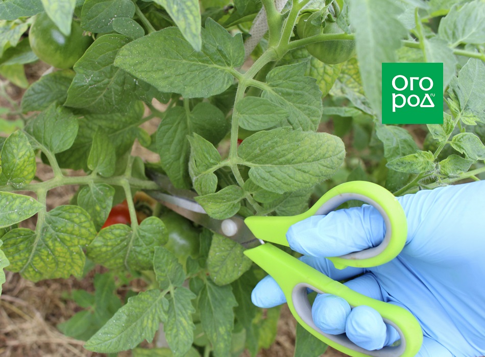 Cuidado de los tomates
