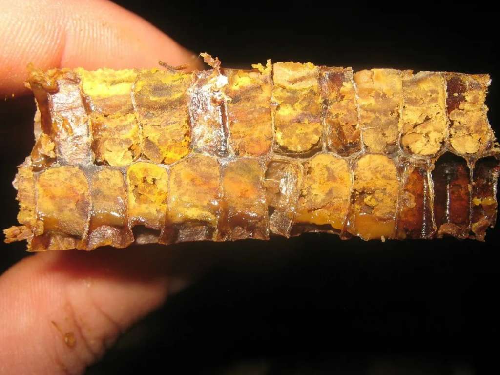 Pan de abeja en panales