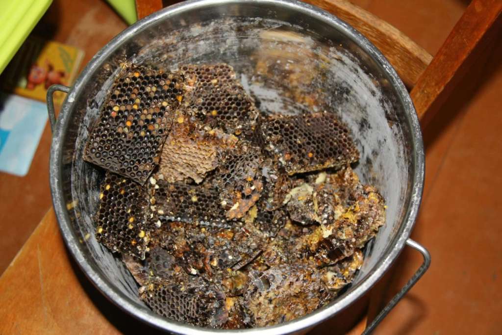 Pan de abeja extraído de panales