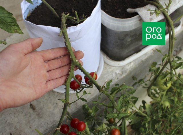 Cultivo de tomates
