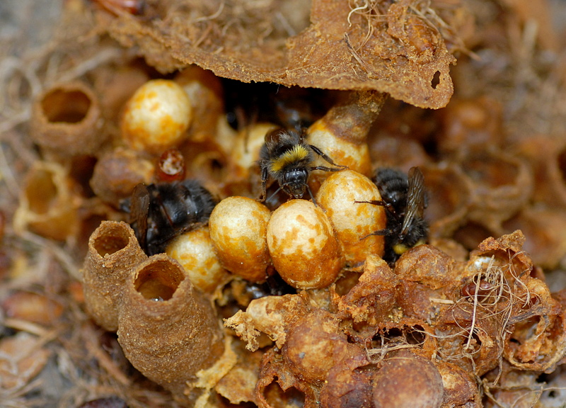 Todo sobre las abejas silvestres: apariencia, especies y hábitat