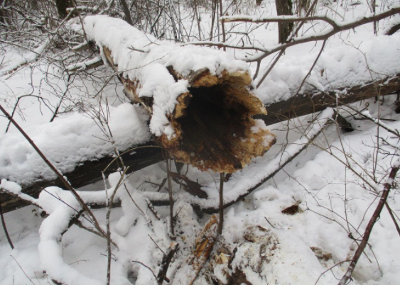 Todo sobre las abejas silvestres: apariencia, especies y hábitat