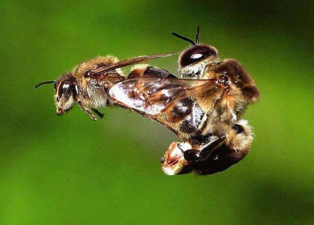 Todo sobre las abejas silvestres: apariencia, especies y hábitat
