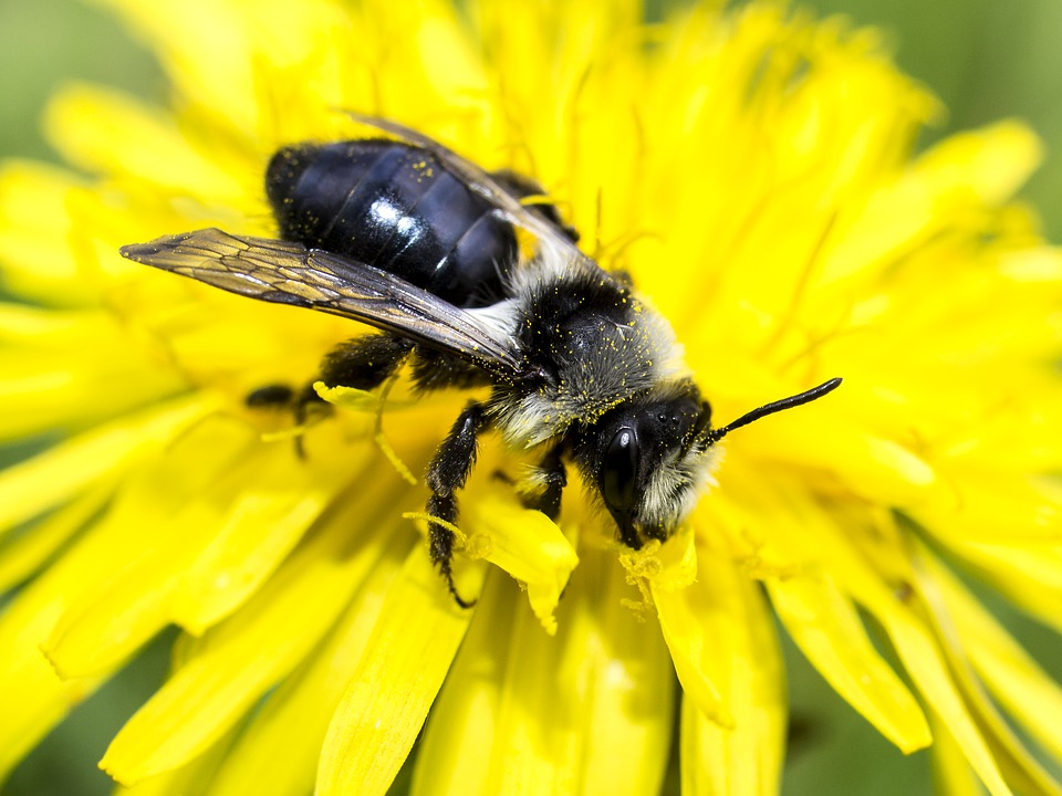 Todo sobre las abejas silvestres: apariencia, especies y hábitat
