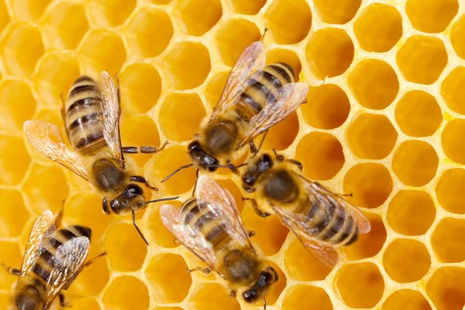 Todo sobre las abejas silvestres: apariencia, especies y hábitat