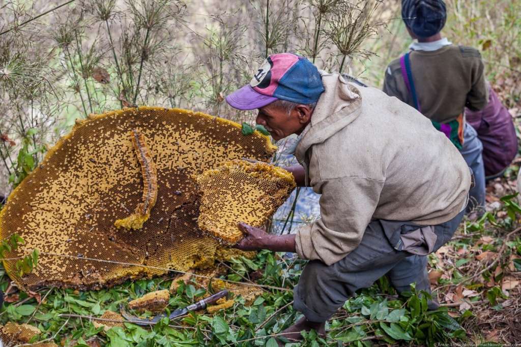 Todo sobre las abejas silvestres: apariencia, especies y hábitat