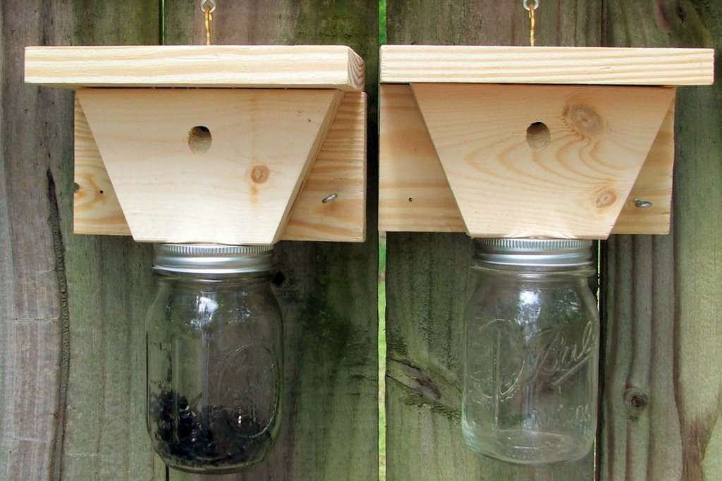 Todo sobre las abejas silvestres: apariencia, especies y hábitat
