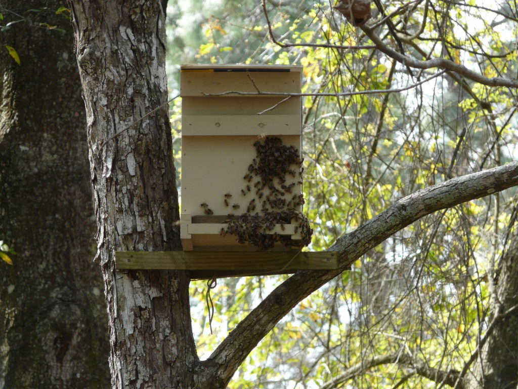 Todo sobre las abejas silvestres: apariencia, especies y hábitat