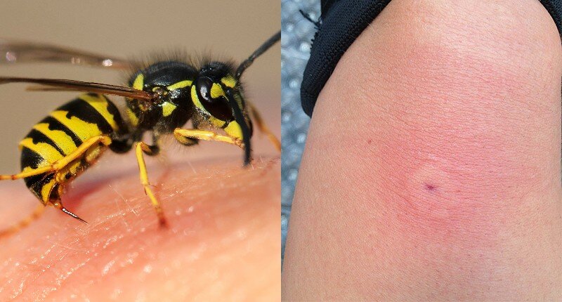 Todo sobre las abejas silvestres: apariencia, especies y hábitat