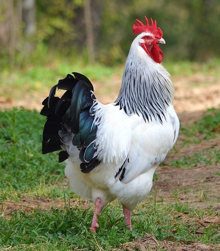 Plata Adler