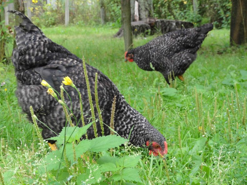 Pollos grises kirguises