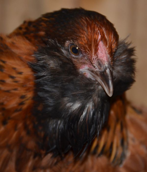Pollo Ushanka