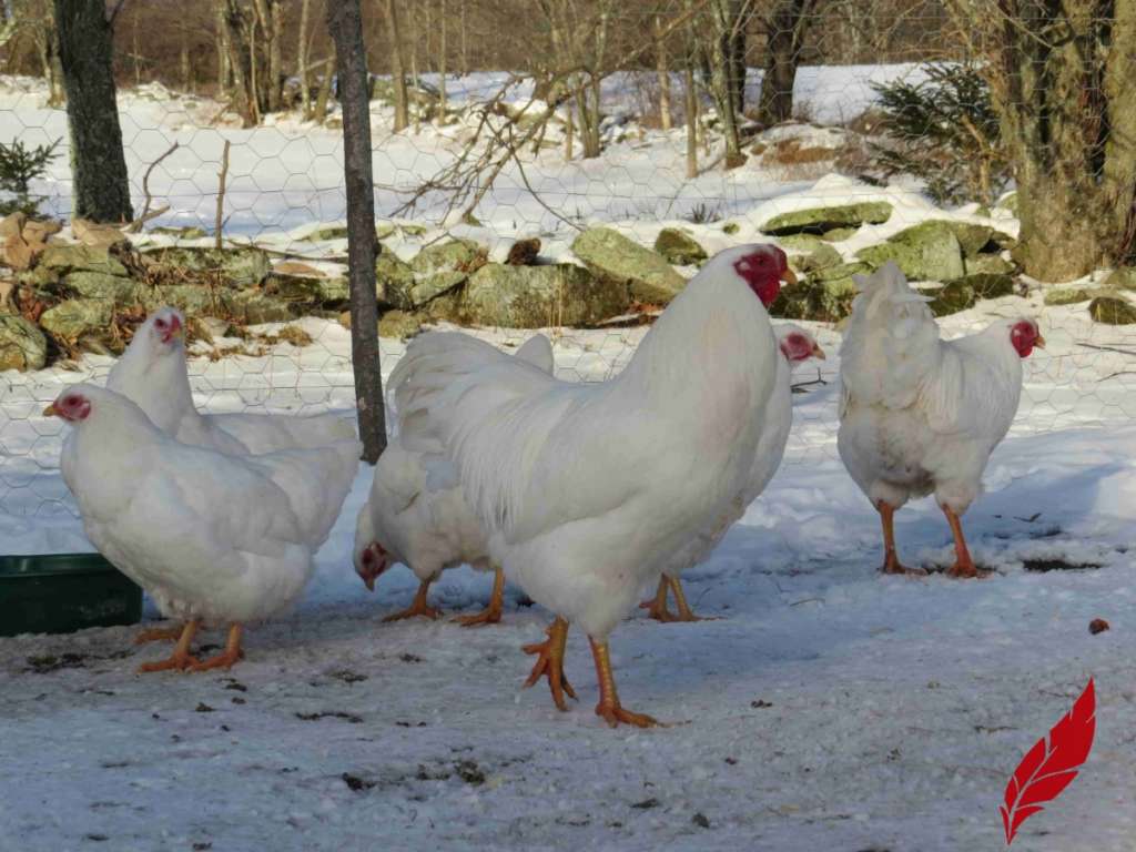 Gallo