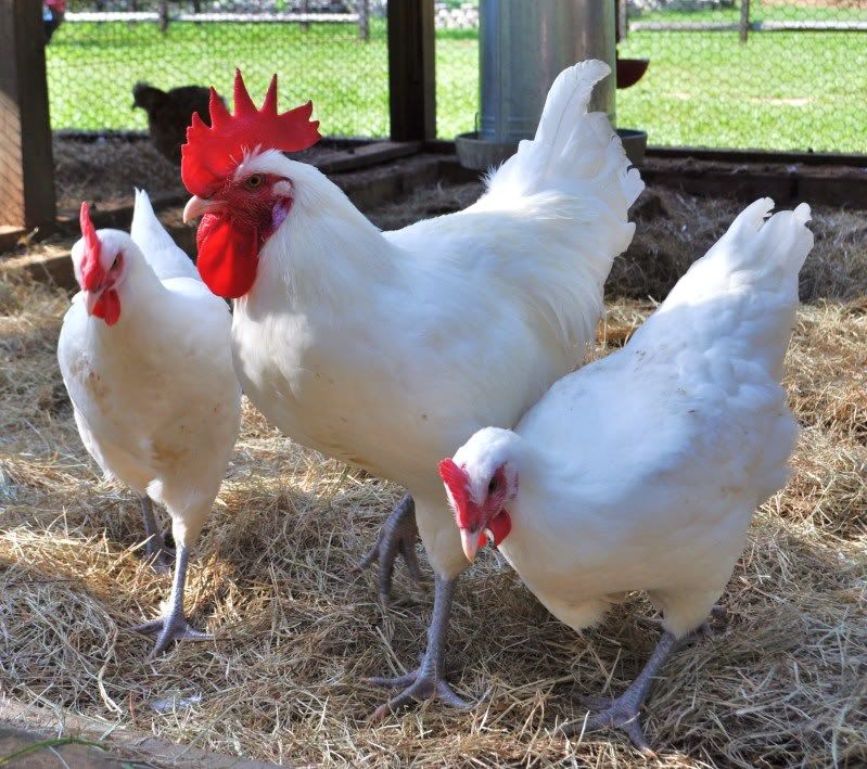 Gallinas galas de Bresse