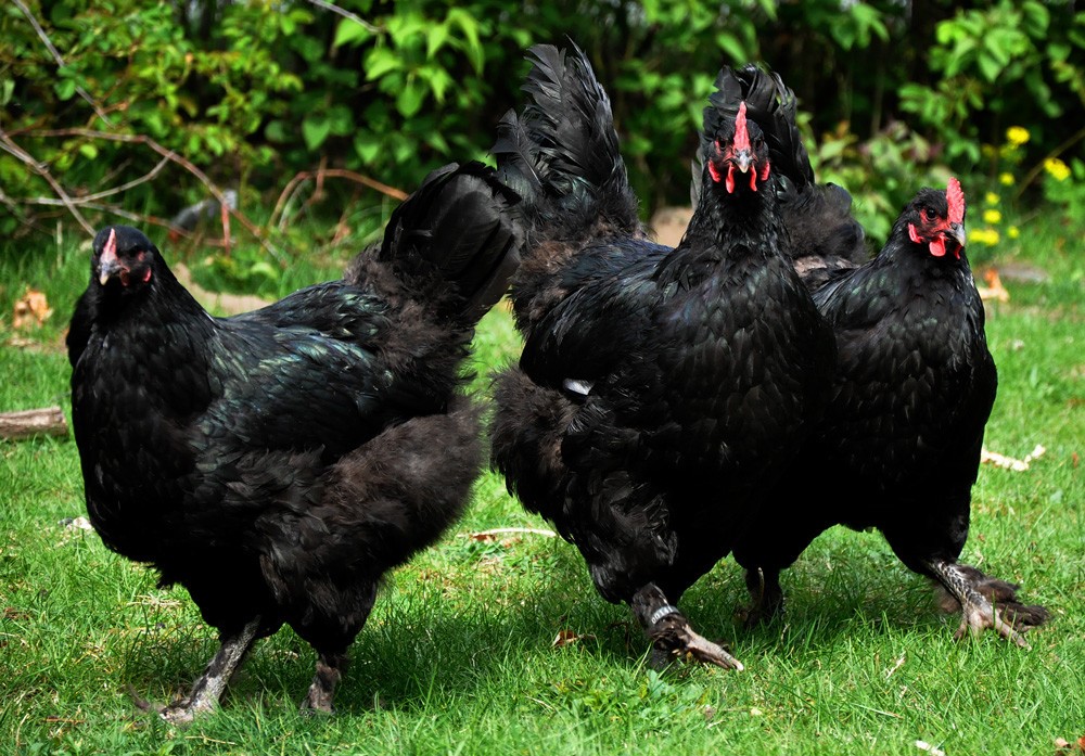 Pollos javaneses