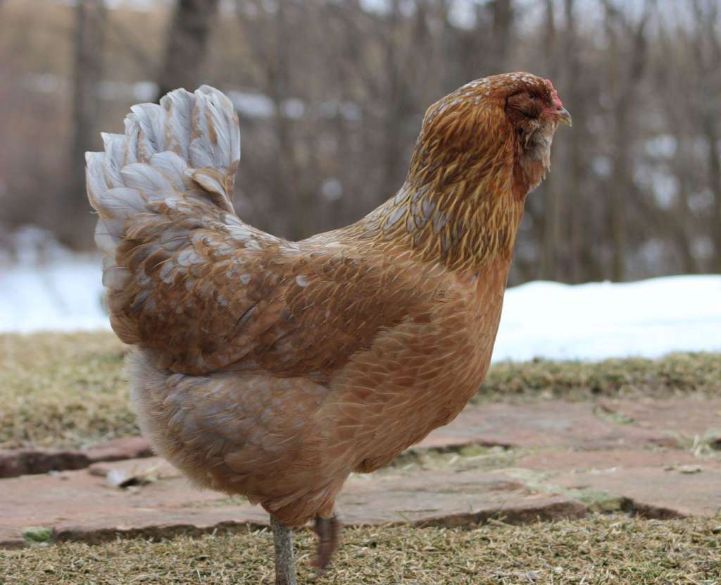 Ameraucana