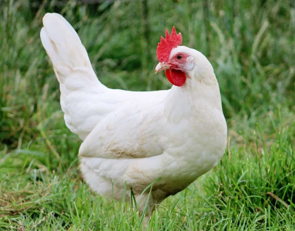 blanco ruso