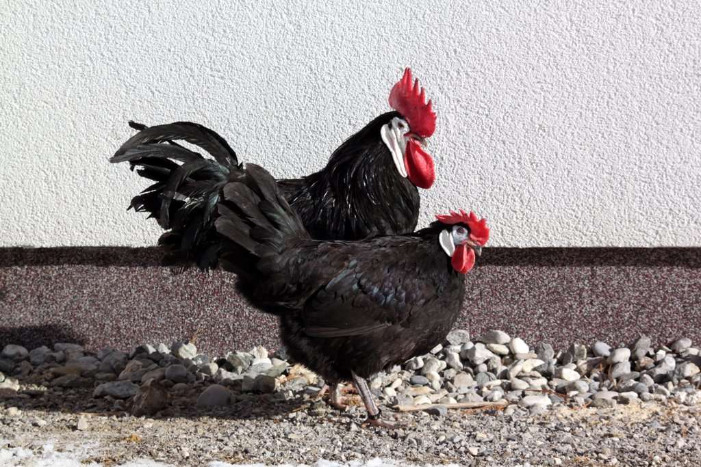 Pollos españoles de cara blanca y negra