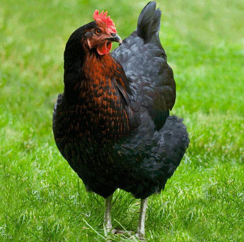 Estrella del pollo