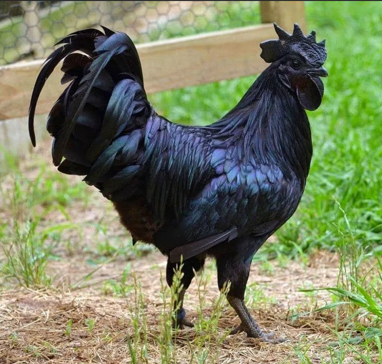 Ayam Cemani