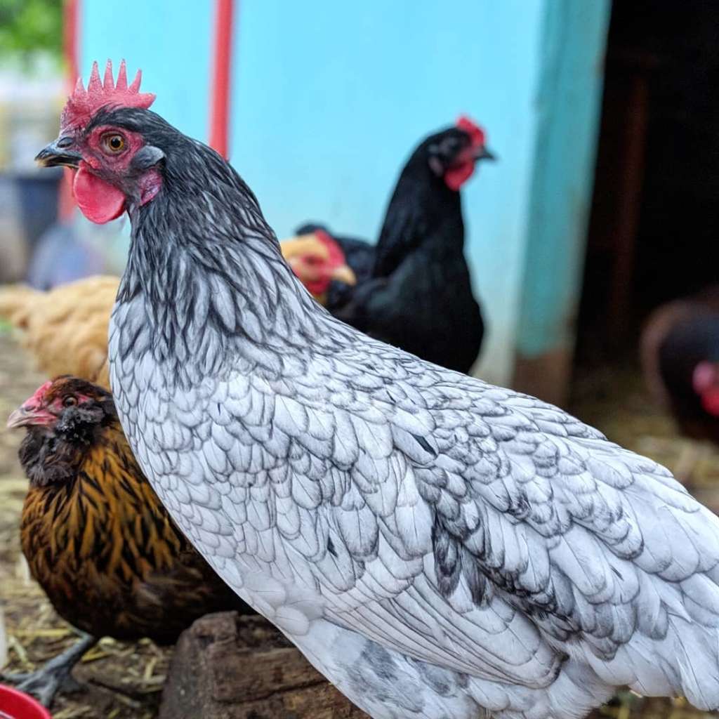 Pollo andaluz