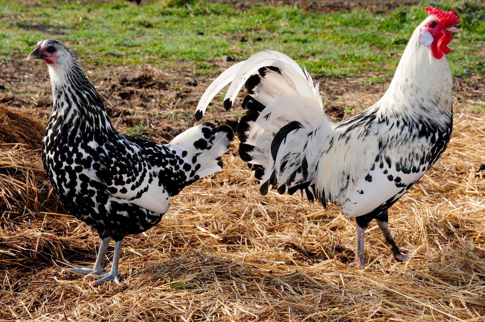 Pollos de Hamburgo