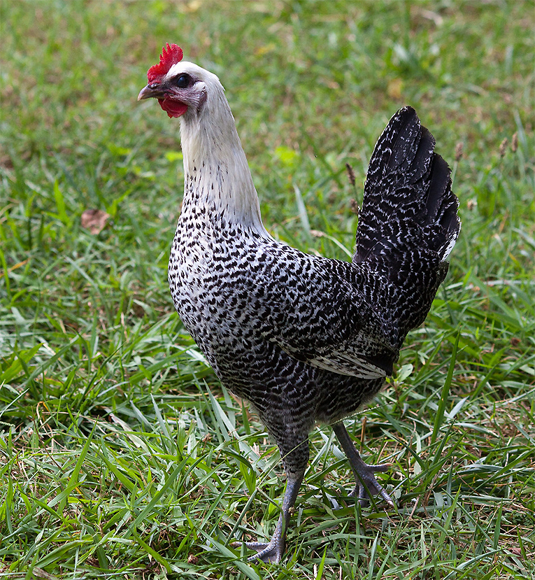 Fayumi egipcia