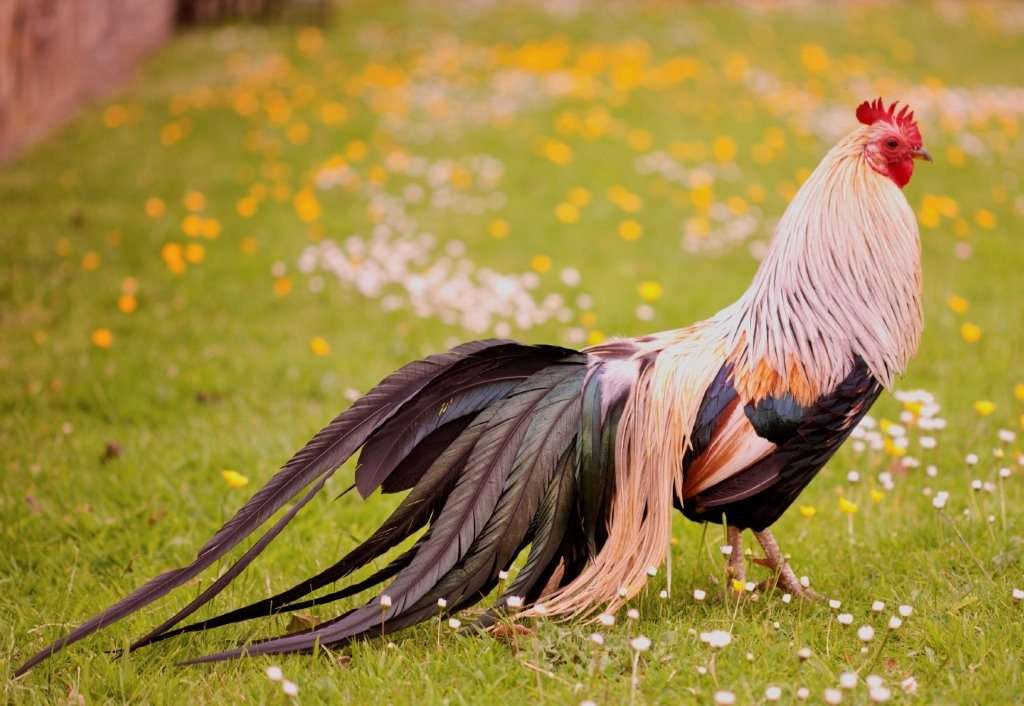 Pollo fénix